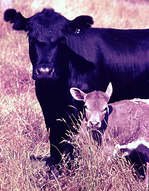 Cow and calf on the farm