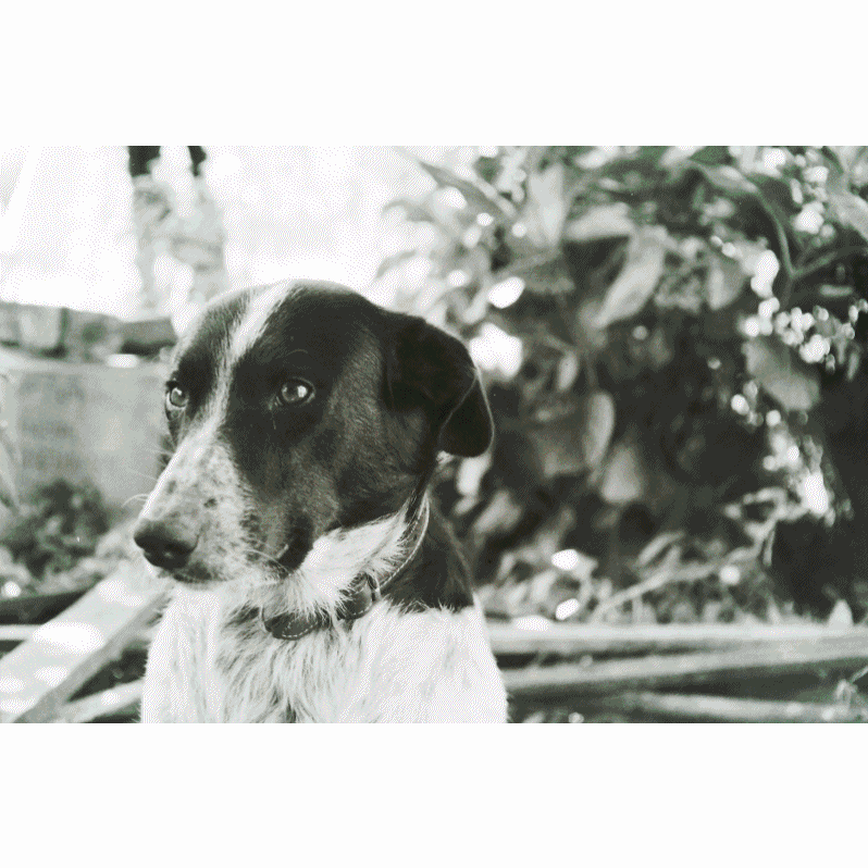 Gif 2 21 800